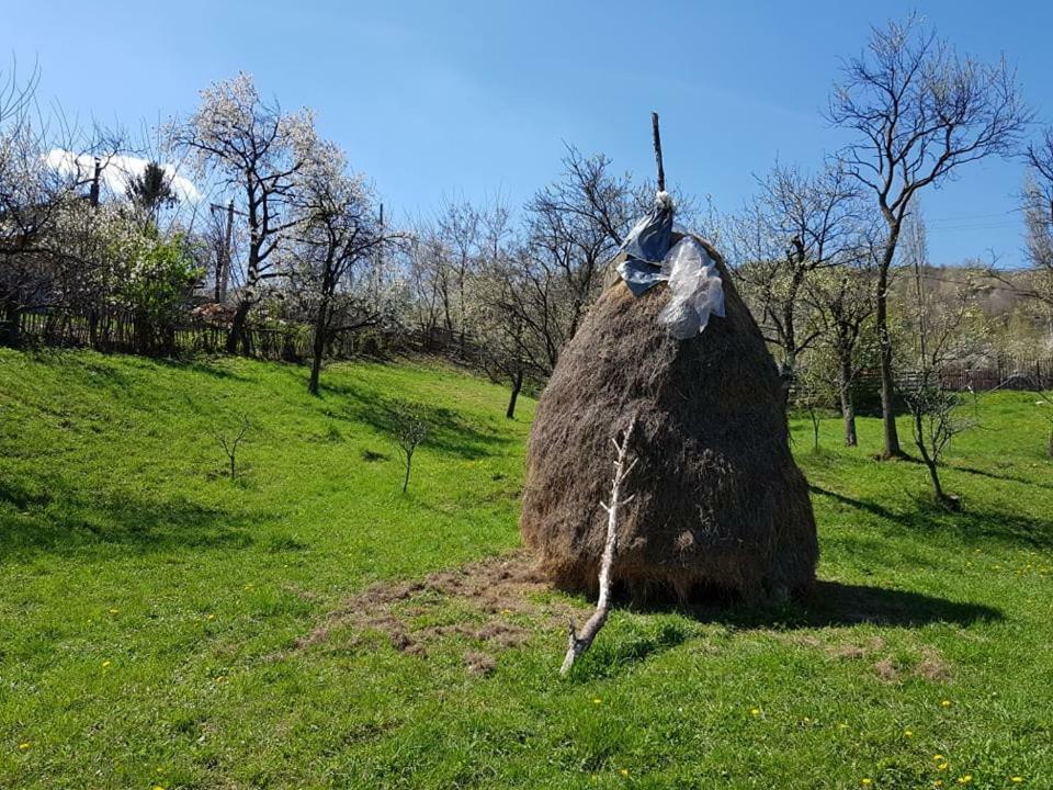 Casa Parvu Ξενοδοχείο Lunca Mare Εξωτερικό φωτογραφία